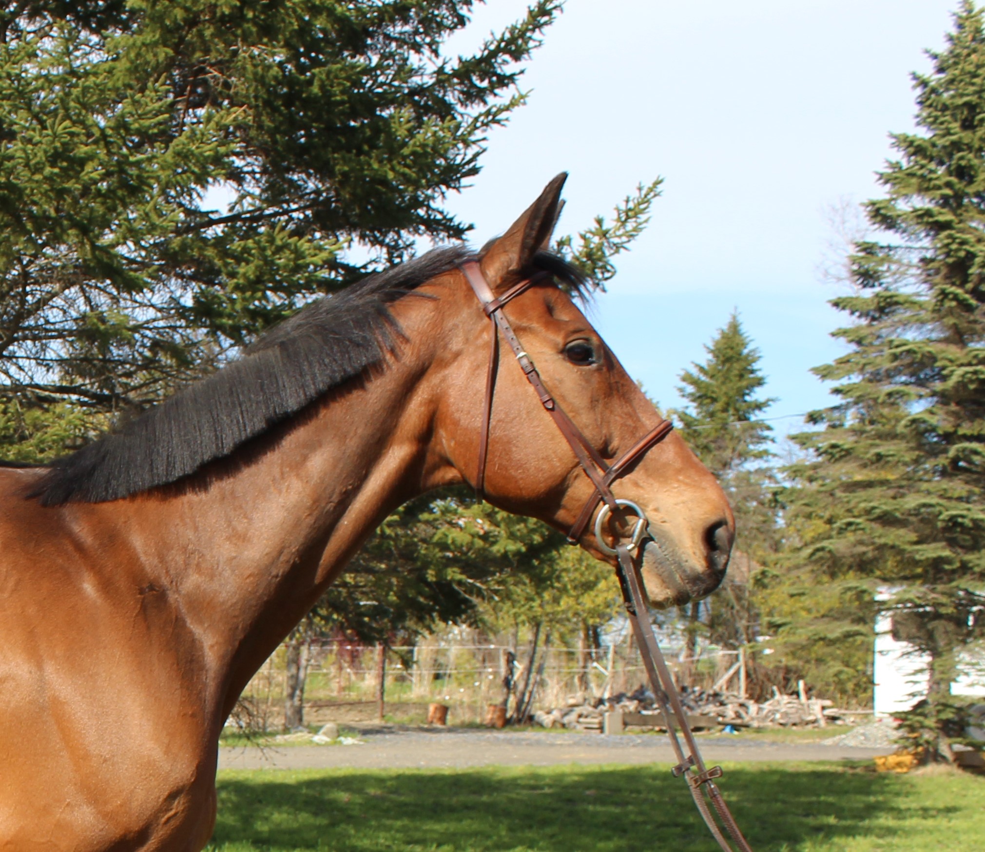 Qrishna -Selle Français-Sold